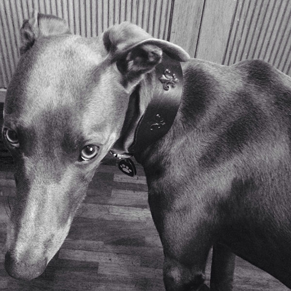Charly Whippet